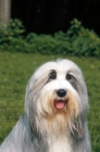 Picture of champion bearded collie