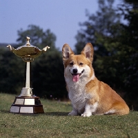 Picture of champion belroyd nutcracker,  pembroke corgi sitting with crufts group cup