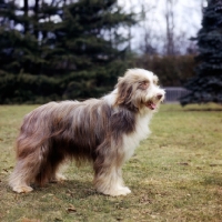 Picture of champion benjie of bothkennar, historic dog,  b o b crufts 1962, bearded collie standing on grass