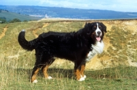 Picture of champion bernese mountain dog side view