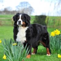 Picture of Champion Bernese Mountain dog