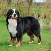 Picture of Champion Bernese Mountain dog