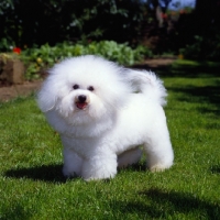 Picture of champion bichon frise standing on grass