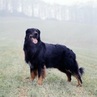 Picture of champion black and tan hovawart standing in a field