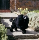 Picture of champion black miniature poodle standing in strong wind