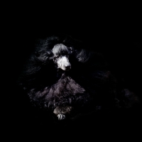 Picture of champion black poodle on black background