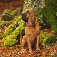 Picture of champion bloodhound sat in autumn leaves in front of a tree