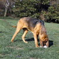 Picture of champion bloodhound scenting, smelling a handkerchief