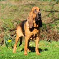 Picture of Champion Bloodhound