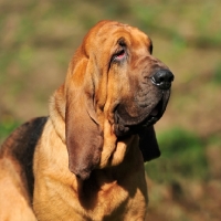 Picture of Champion Bloodhound