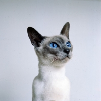 Picture of champion blue point siamese cat