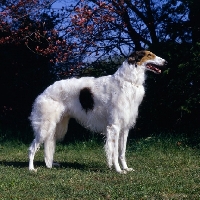 Picture of champion borzoi in usa with blue sky and blossom