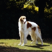 Picture of champion borzoi standing on grass
