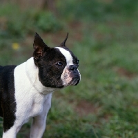 Picture of champion boston terrier in usa with cropped ears portrait