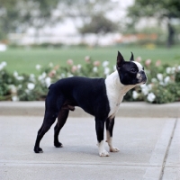 Picture of champion boston terrier standing on paving in usa, champion taffyâ€™s kid benjamin
