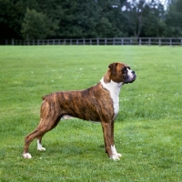 Picture of champion boxer, brindle and white 