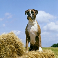 Picture of champion boxer standing up on a straw bale