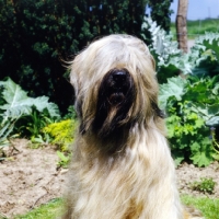 Picture of champion briard, front view