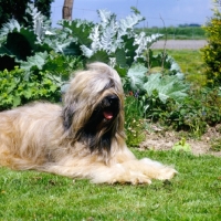 Picture of champion briard lying in a garden