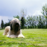 Picture of champion briard lying in a garden