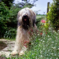 Picture of champion briard sitting by a flower border