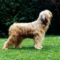 Picture of champion briard standing on grass