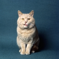 Picture of champion British short hair cream cat licking lips