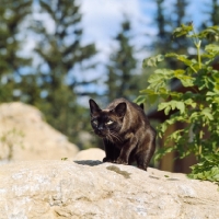 Picture of champion brown burmese cat crouching