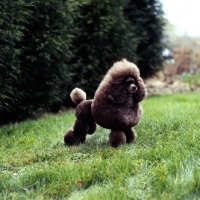 Picture of champion brown toy poodle in show trim, ch grayco hazelnut, best in show crufts 1982