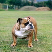 Picture of champion bulldog on grass