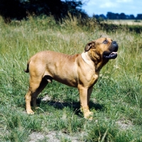 Picture of champion bullmastiff looking up