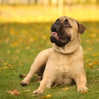 Picture of Champion Bullmastiff lying down on grass