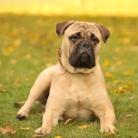 Picture of Champion Bullmastiff on grass