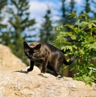 Picture of champion burmese cat walking on a rock