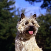 Picture of champion cairn terrier head portrait