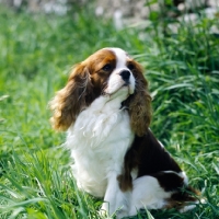 Picture of champion cavalier king charles spaniel in grass