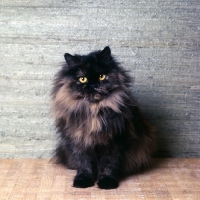 Picture of champion chadhurst june melody, long hair tortoiseshell cat