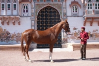 Picture of champion chestnut marwari horse at Rohet Garh, side view