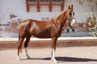 Picture of champion chestnut marwari mare