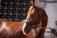 Picture of Champion chestnut Marwari mare at Rohet Garh, India