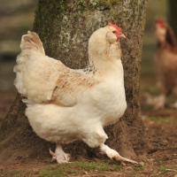 Picture of champion chicken