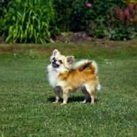 Picture of champion chihuahua, long coat, standing on grass