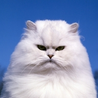 Picture of champion chinchilla cat concentrating