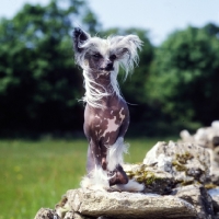 Picture of champion chinese crested dog sitting on a stone wall