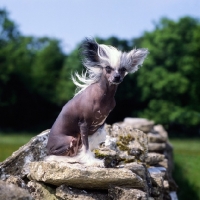 Picture of champion chinese crested sitting on a stone wall