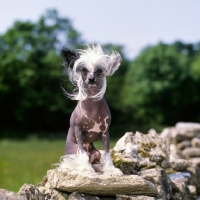 Picture of champion chinese crested sitting on a wall