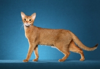 Picture of champion chocolate Abyssinian female standing to left looking at camera, good conformation pose.