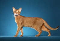 champion_chocolate_abyssinian_~AP-0507LZ-TH.jpg