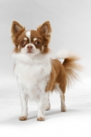 Picture of Champion chocolate and white Longhaired Chihuahua in studio