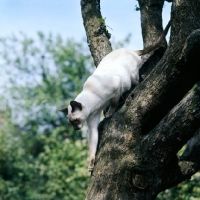 Picture of champion chocolate point siamese cat